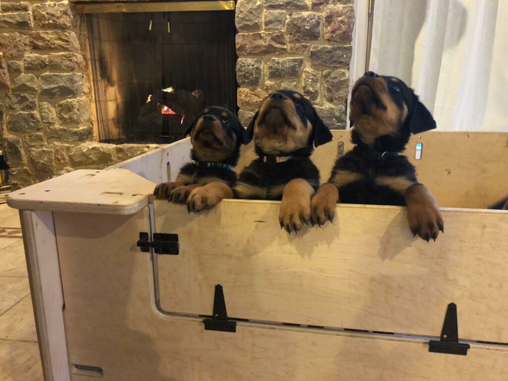 German Rottweiler Puppies For Sale Von Valor Cross Rottweilers