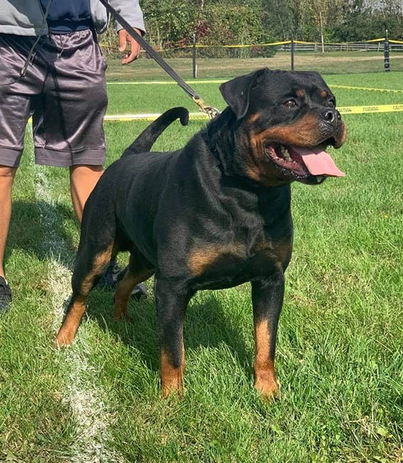 King hot sale size rottweiler